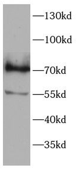 IRF7 Rabbit Polyclonal Antibody