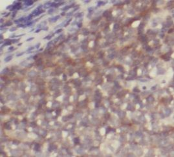 IRF7 Rabbit Polyclonal Antibody