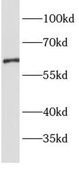 SLC22A6 Rabbit Polyclonal Antibody