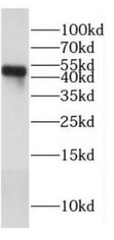 SARS CoV 2 N protein Mouse Monoclonal Antibody