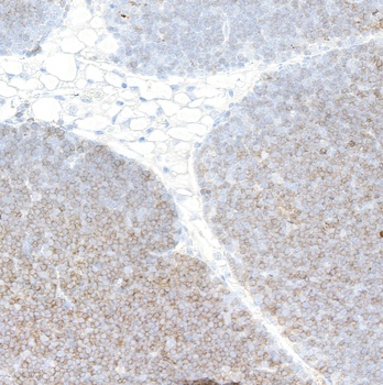Rabbit CD4 Recombinant Monoclonal Antibody