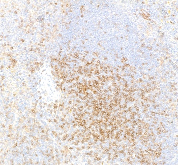 Rabbit CD4 Recombinant Monoclonal Antibody