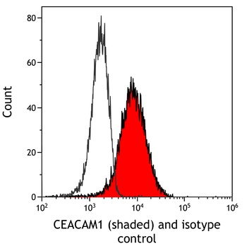 Rabbit CEACAM1 Recombinant Monoclonal Antibody