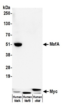 Rabbit MafA Recombinant Monoclonal Antibody