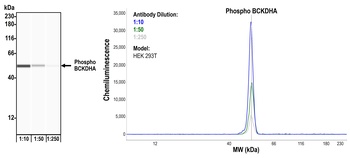 Rabbit Phospho BCKDHA (S292) Recombinant Monoclonal Antibody