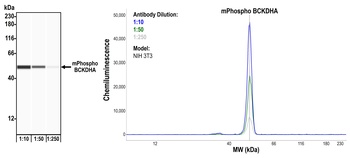 Rabbit Phospho BCKDHA (S292) Recombinant Monoclonal Antibody