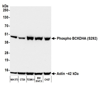 Rabbit Phospho BCKDHA (S292) Recombinant Monoclonal Antibody