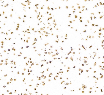 Rabbit CD30 Recombinant Monoclonal Antibody