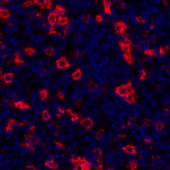 Rabbit CD30 Recombinant Monoclonal Antibody