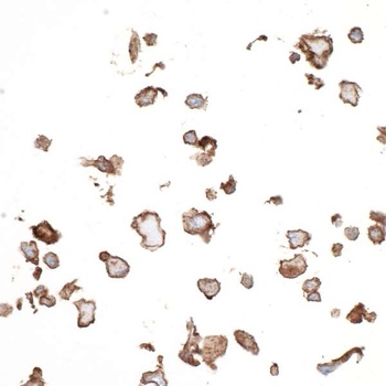 Rabbit CD73 Recombinant Monoclonal Antibody