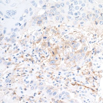 Rabbit CD73 Recombinant Monoclonal Antibody