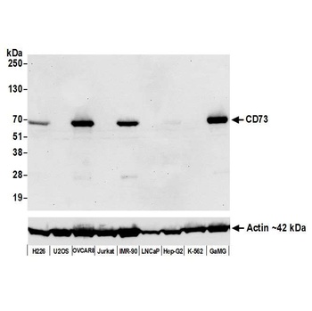 Rabbit CD73 Recombinant Monoclonal Antibody