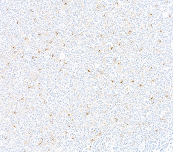 Rabbit CD137 Recombinant Monoclonal Antibody