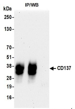 Rabbit CD137 Recombinant Monoclonal Antibody