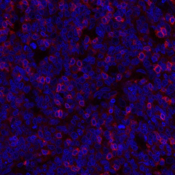 Rabbit TIGIT Recombinant Monoclonal Antibody