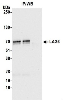 Rabbit LAG3 Recombinant Monoclonal Antibody