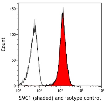 Rabbit SMC1 Recombinant Monoclonal Antibody