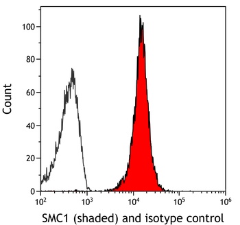 Rabbit SMC1 Recombinant Monoclonal Antibody