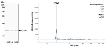 Rabbit CD247/CD3Z Recombinant Monoclonal Antibody