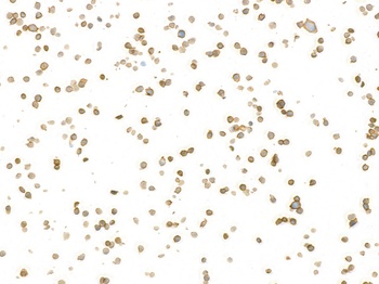 Rabbit CD45 Recombinant Monoclonal Antibody