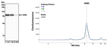 Rabbit HdmX/MDM4 Recombinant Monoclonal Antibody