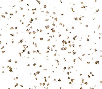 Mouse HLA-DR Monoclonal Antibody