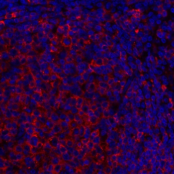 Mouse HLA-DR Monoclonal Antibody