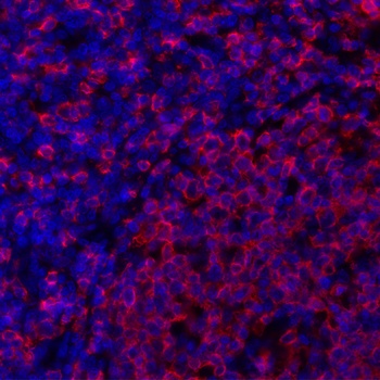 Mouse HLA-DR Monoclonal Antibody