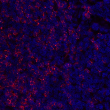 Mouse CD8 alpha Monoclonal Antibody