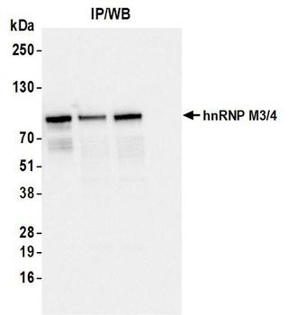 Mouse hnRNP M3/4 Monoclonal Antibody