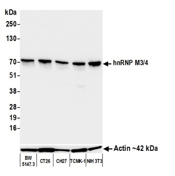 Mouse hnRNP M3/4 Monoclonal Antibody
