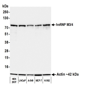Mouse hnRNP M3/4 Monoclonal Antibody