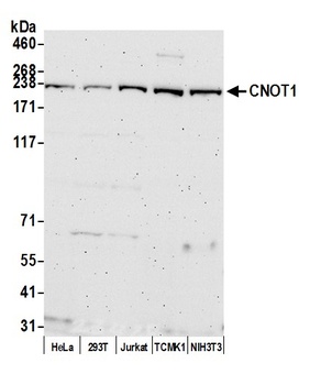 Rabbit CNOT1 Antibody