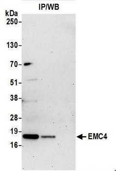 Rabbit EMC4 Antibody