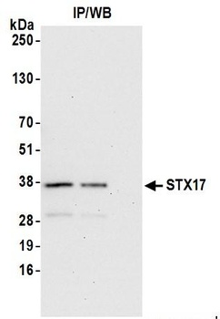 Rabbit STX17 Antibody
