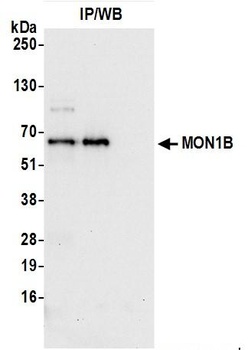 Rabbit MON1B Antibody