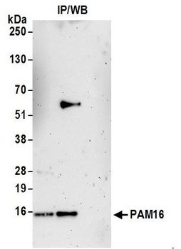 Rabbit PAM16 Antibody
