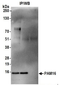 Rabbit PAM16 Antibody