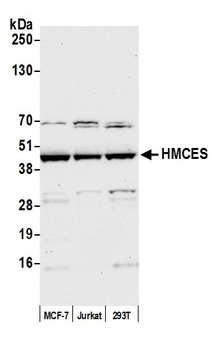 Rabbit HMCES Antibody