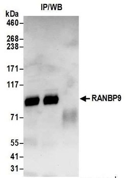 Rabbit RANBP9 Antibody