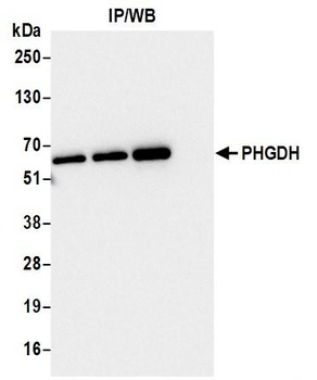 Rabbit PHGDH Antibody