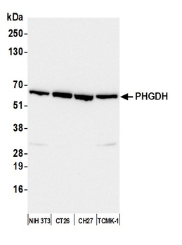 Rabbit PHGDH Antibody