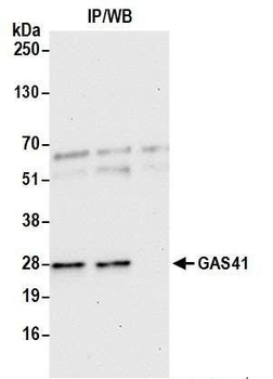 Rabbit GAS41 Antibody