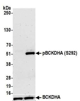 Rabbit BCKDHA, Phospho (S292) Antibody