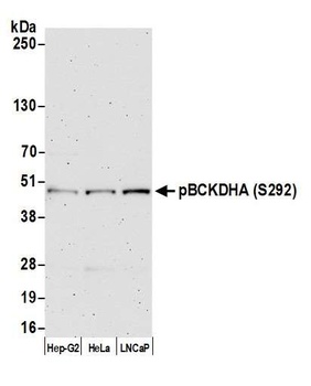 Rabbit BCKDHA, Phospho (S292) Antibody