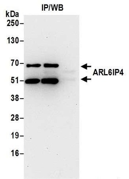 Rabbit ARL6IP4 Antibody
