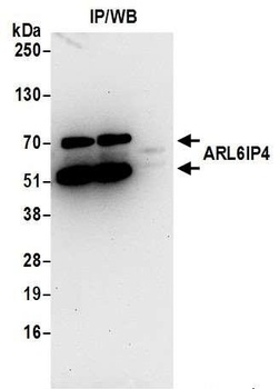 Rabbit ARL6IP4 Antibody