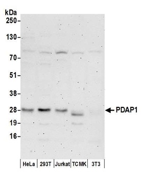 Rabbit PDAP1 Antibody