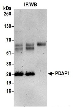 Rabbit PDAP1 Antibody
