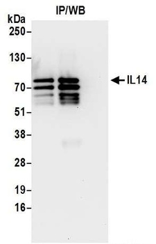 Rabbit IL14 Antibody